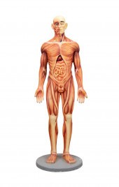LIFE SIZE MALE ANATOMICAL MODE