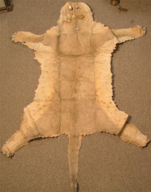 LION SKIN African lion skin. (1)