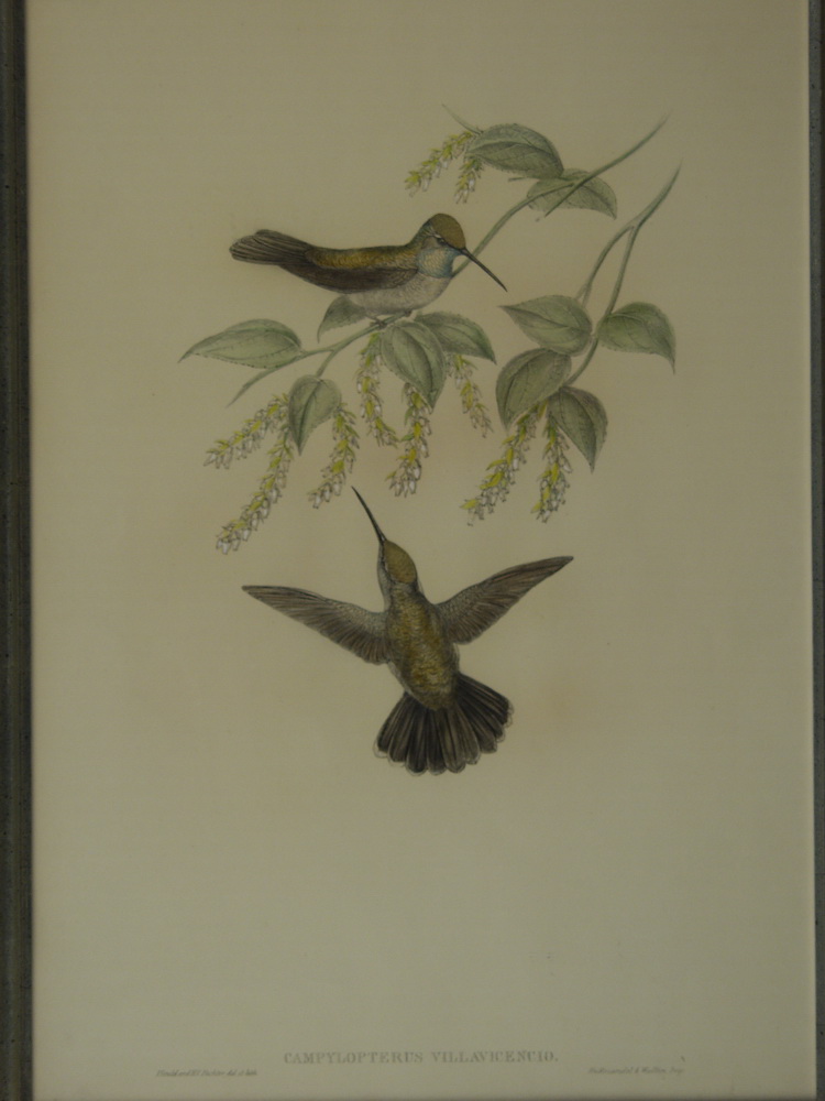 LITHO HANDCOLORED WITH GOLD