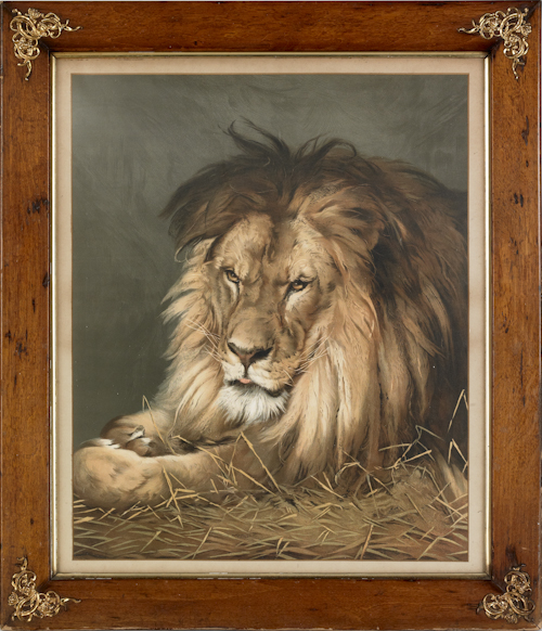 Lithograph of a lion 24 1/2" x 20