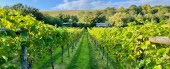 LITTLE WADDON VINEYARD TOUR AN