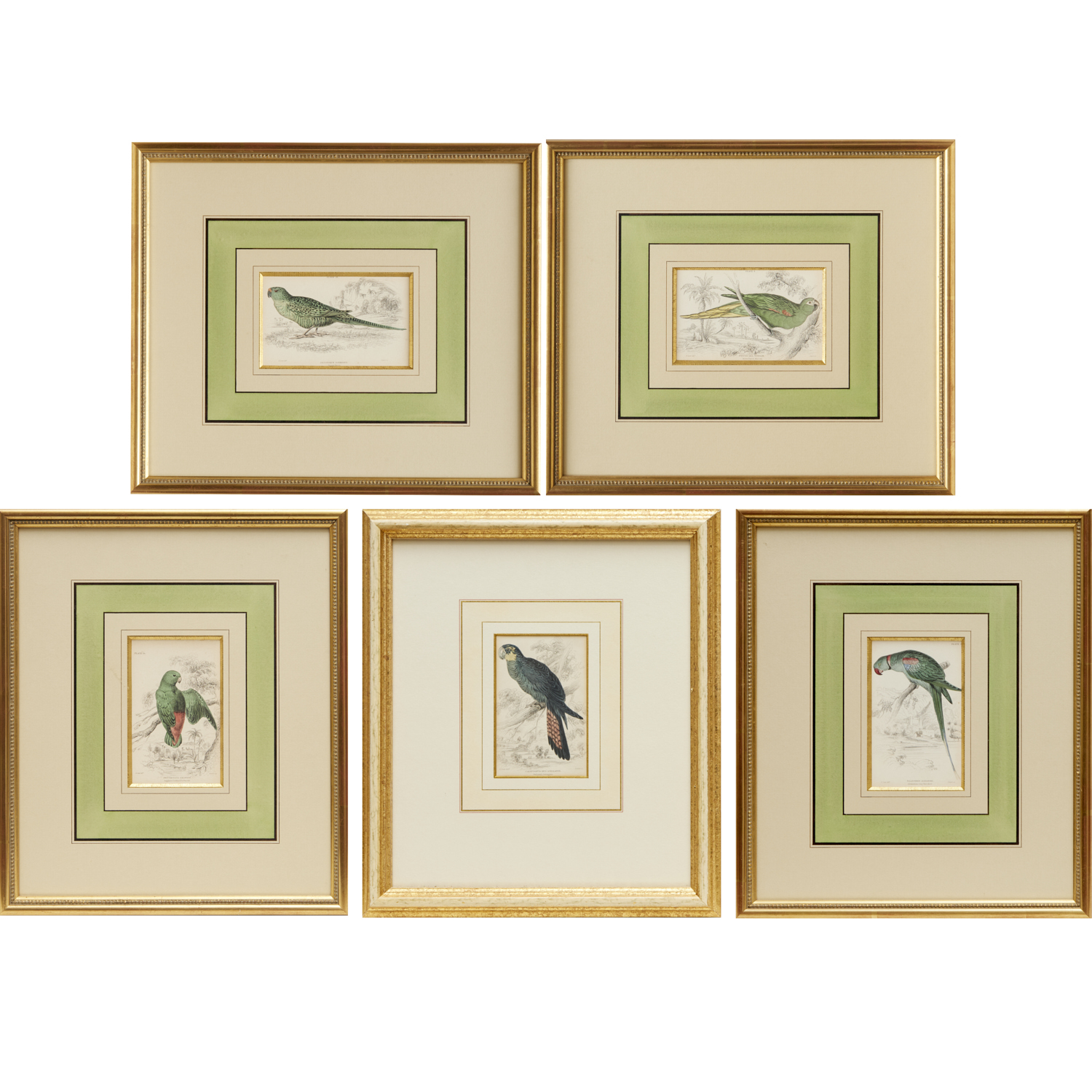 LIZARS, (5) HAND-COLORED PARROT
