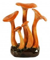 LORENZEN 'CLITOCYBE ILLUDENS'