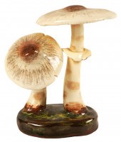 LORENZEN 'LEPIOTA GRACILENTA'