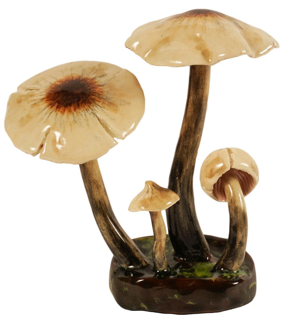 LORENZEN 'PSILOCYBE NIGRIPES'