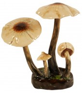 LORENZEN 'PSILOCYBE NIGRIPES'