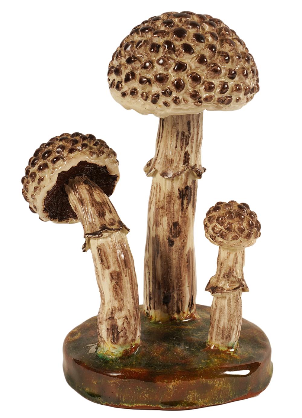 LORENZEN 'STROBILOMYCES