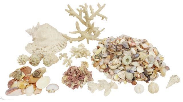 (LOT) LARGE COLLECTION OF SEASHELLS