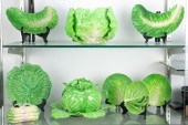 (LOT OF 10) ASSOCIATED LETTUCE