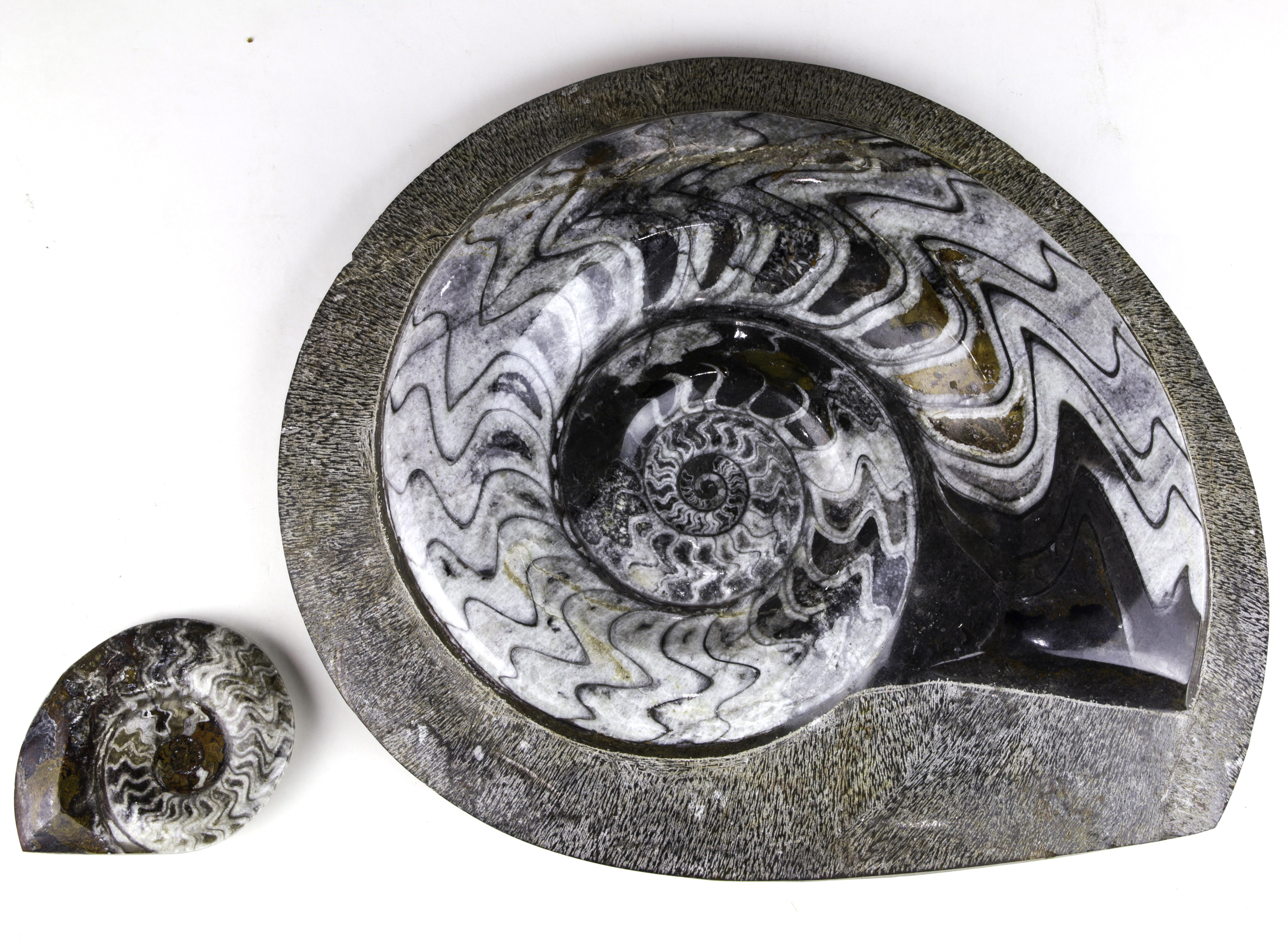 (LOT OF 2) FOSSIL NAUTILIUS