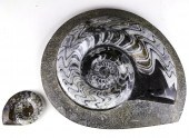 (LOT OF 2) FOSSIL NAUTILIUS SP