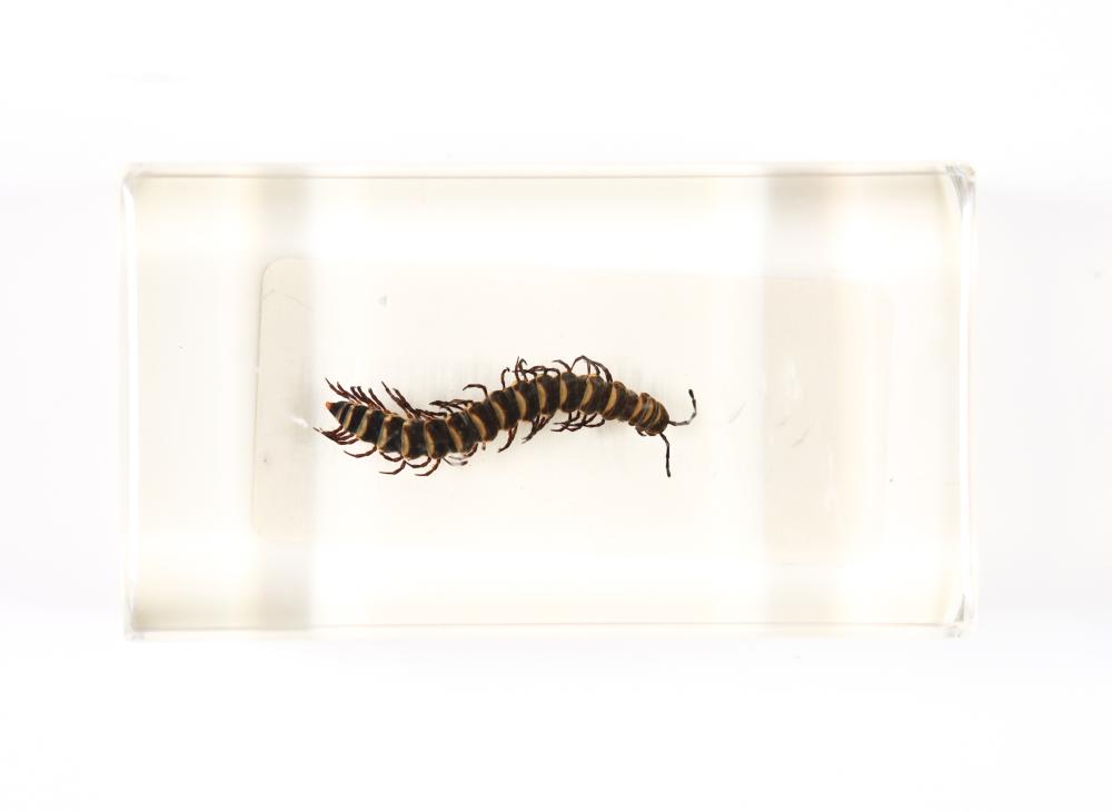 LOT OF 2 MUSEUM GRADE INSECTS IN