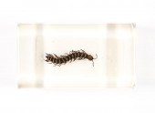 LOT OF 2 MUSEUM GRADE INSECTS