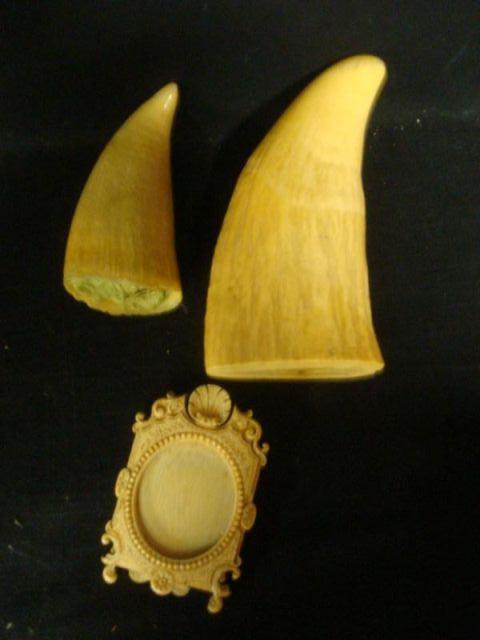 Lot of 3 Pieces of Ivory: 2 Teeth