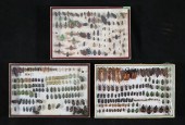 LOT OF BEETLE & INSECT SPECIME