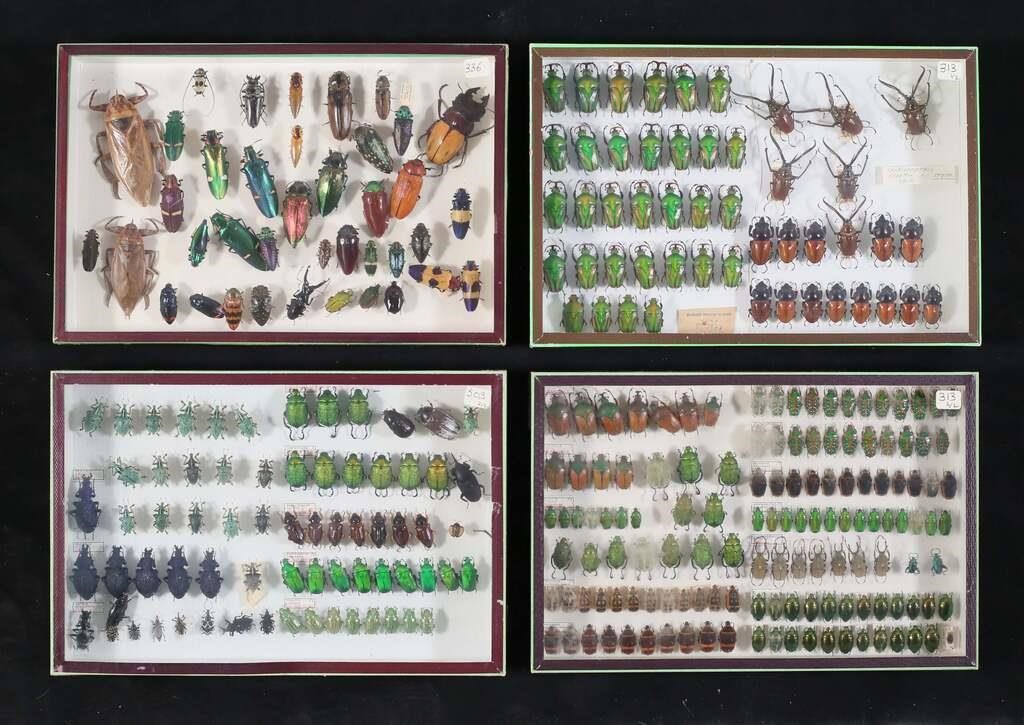 LOT OF BEETLE & OTHER INSECT