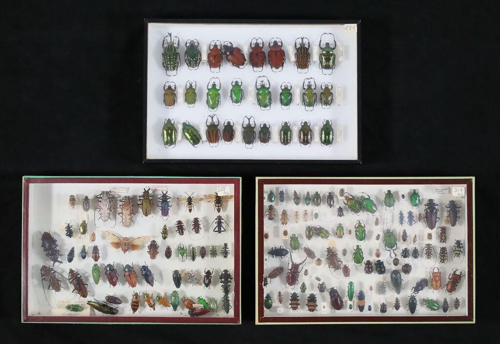 LOT OF BEETLE & OTHER INSECT