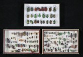 LOT OF BEETLE & OTHER INSECT S