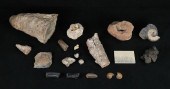 LOT OF FOSSIL SPECIMENSLot of