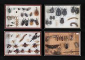 LOT OF INSECT & OTHER SPECIMEN