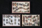LOT OF LONGHORN & OTHER BEETLE