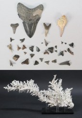 LOT OF MEGALODON & SHARK TEETH