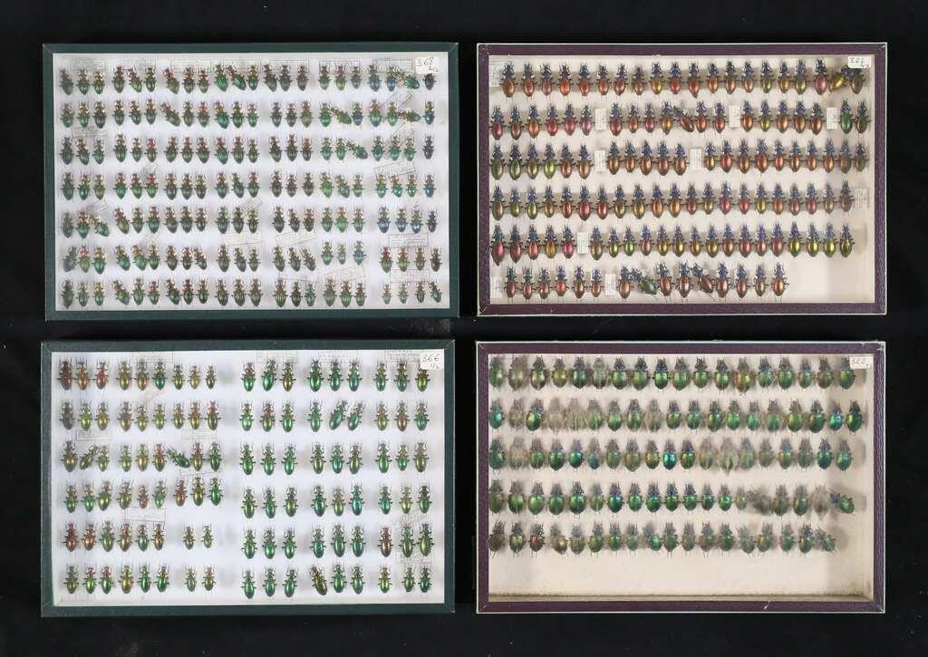 LOT OF METALLIC & OTHER BEETLE