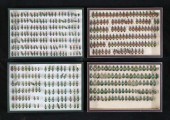 LOT OF METALLIC & OTHER BEETLE