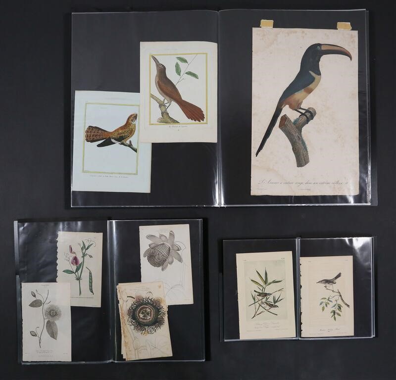 LOT OF ORNITHOLOGICAL, BOTANICAL