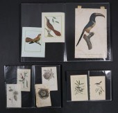 LOT OF ORNITHOLOGICAL, BOTANIC