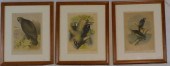 LOT OF SIX FRAMED AND GLAZED C
