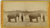 Lot.  Zoological Society of Ph