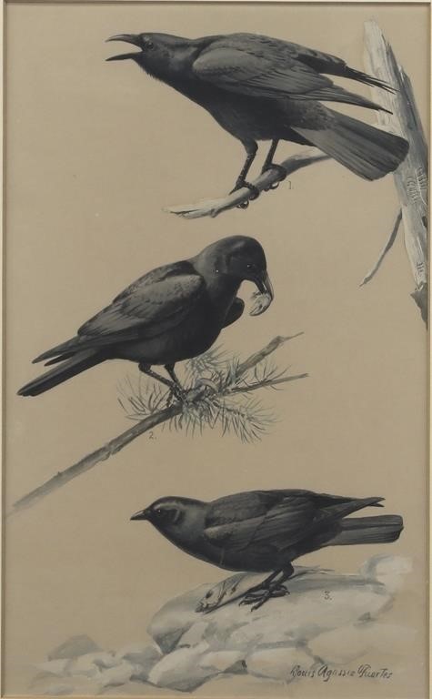 LOUIS AGASSIZ FUERTES
