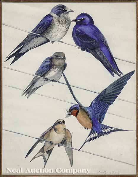 Louis Agassiz Fuertes (American