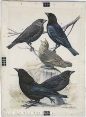 Louis Agassiz Fuertes (America