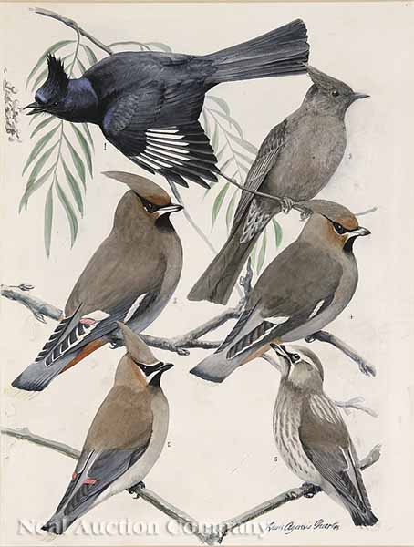 Louis Agassiz Fuertes (American