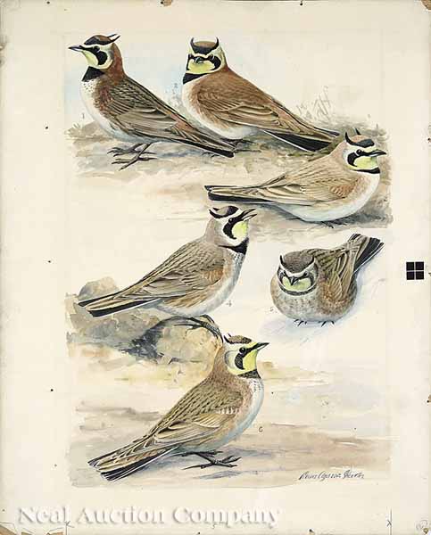 Louis Agassiz Fuertes (American