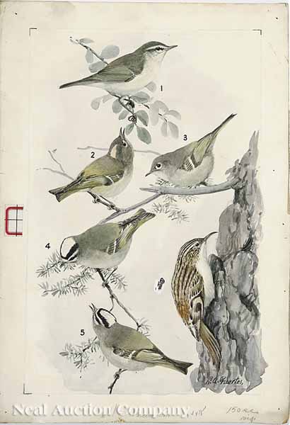 Louis Agassiz Fuertes (American