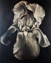 LOWELL NESBITT (AMERICAN, 1933