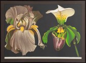 LOWELL NESBITT "IRIS AND ORCHI