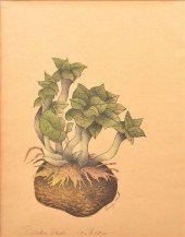 LUIGI RIST "POTATO SHOOT" WOOD