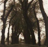 LYNN GEESAMAN "PARC DE CANON F
