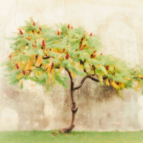 LYNN GEESAMAN "VILLA GAMBERAIA"