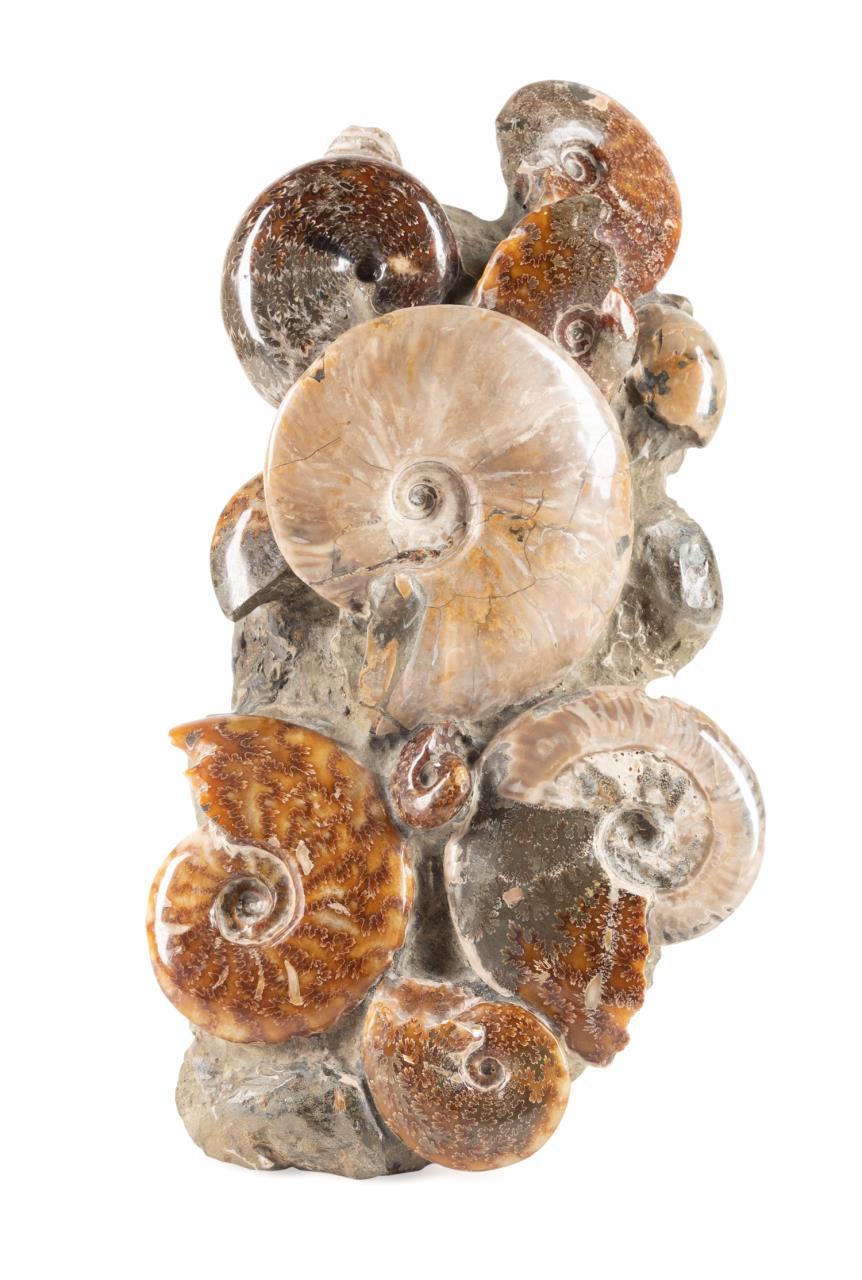 MADAGASCAR MULTIPLE AMMONITE FOSSIL
