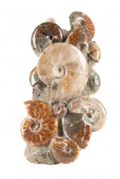 MADAGASCAR MULTIPLE AMMONITE F