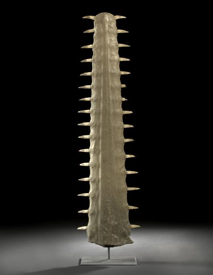 Magnum Sawfish Rostrum,  now