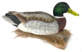 MALLARD DUCK DECOY SCULPTUREFu