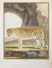 (MAMMALS) A group of 15 hand-c