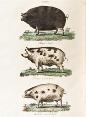 (MAMMALS) DICKSON R. W. Practi