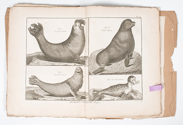 [Mammals] Plates of Mammals from